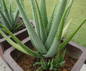aloevera plants in gurgaon