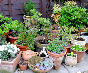 medicine plants in gurgaon