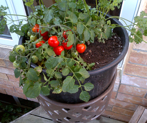 organic vegitabls in gurgaon