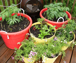 organic farming on roof top in gurgaon