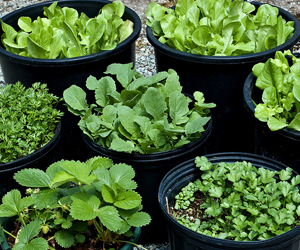 organic kitchen in gurgaon